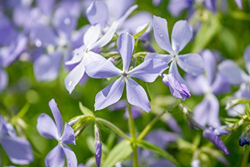 Abend-Levkoje,Gemshorn 300 Samen, Matthiola -Eine nachtduftende Levkoje