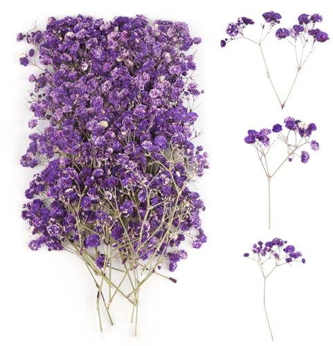 100 Pièces Gypsophile Séché Violettes, Fleurs SecheesPetites, DIY Fleurs Séchées, Fleurs Pressées Séchées pour Spécimens Botaniques, Cadres Photo, Cartes de Vœux