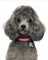 PNDGMCSY Tableau Peinture Numéro Adulte Chiot Chiens Caniche Bricolage Numérique pour Enfants Adultes Peindre par Nombre Kits 16X20 Pouces avec Brosseset Peintures Acryliques