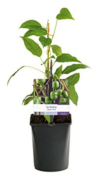 Kiwi Autofértil Natural Árbol Frutal de Cultivo Exterior
