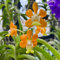 vanda orchidee samen - orchideen - green wall, pflanzen deko vine, gartenblumen zimmerbonsai bonsai samen, balkonblumen gartendeko für draußen dekopflanzen winterharte pflanzen für 120pcs