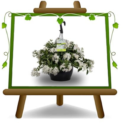 EURO PLANTS VIVAI Solanum Jasminoides Jasmin Plante grimpante sur Vase Basket de 18 cm.