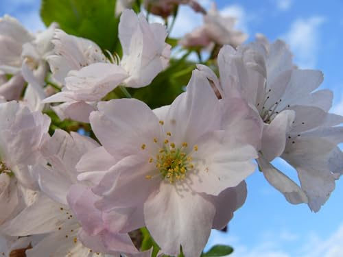 Japanische Säulen - Zierkirsche rosa Blüte 125-150cm C