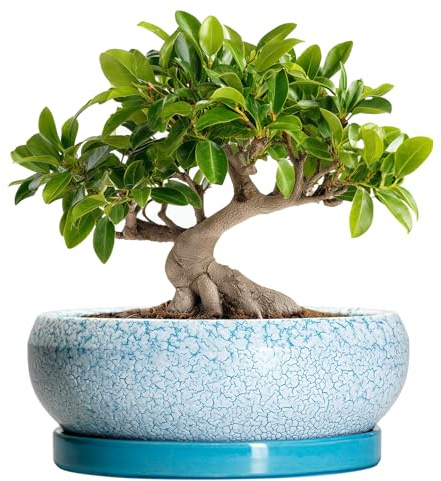 EPFamily Bonsai-Töpfe, 25,4 cm, Flache Keramik-Pflanzgefäße für drinnen und draußen, Sukkulententöpfe mit Ablaufloch und Untersetzer, runde Pflanzschale, Sukkulenten-Pflanzgefäß, Gartendekoration