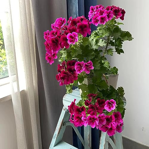 600 pcs Geranien Samen Hängend Blumensamen Balkon, Bodendecker Pflanzen Winterhart Geranien Pflanzen Echt (Pelargonium hortorum) Blumen Samen, Plants Blumen Samen Mehrjährige, Kübelpflanzen