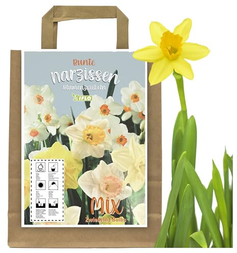 Blumenzwiebeln in Geschenkverpackung - Zwiebeln, Knollen verschiedener winterharter Pflanzen für Garten und Balkon - bunt, mehrjährig, für Topf und Beet (50 St. Narzissen Mix)
