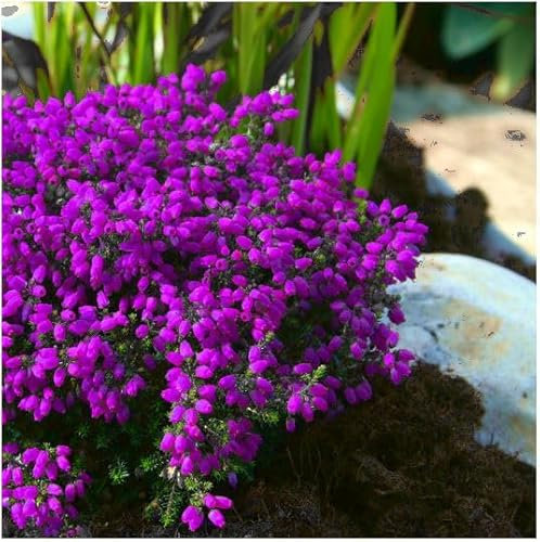 GrowOn Shrubs [x4] Bell Heather Erica Cinerea 'Purple Robe' | Multi-Pack | Evergreen Shrubs | Outdoor Garden Ready Plants | Summer and Autumn Flowering | Purple Flowers