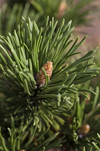Pinus mugo 'Alpenzwerg' 25–30 cm – Winterhart, Immergrün, Pflegeleicht – Zwerg-Kiefer – Konifere für Steingarten & Kübel