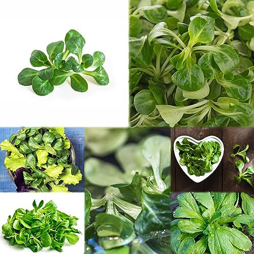 500 piezas semillas de canónigos resistentes orgánicas - cama vegetal semilla robusta balcón plantas,Valerianella langosta, semillas de hierbas semillas de hortalizas