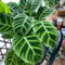 300 pcs korbmarante zimmerpflanze samen, indoor plants for living room, steingartenpflanzen winterhart (Calathea zebrina) nachhaltige geschenke für frauen, hochbeet samen winterharte