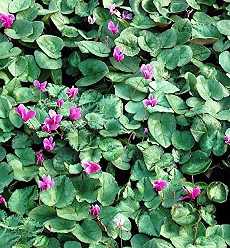Cyclamen hederifolium 'Silverleaf' – Winterhart, Mehrjährig, Pflegeleicht – Herbst-Alpenveilchen – Bodendecker für Garten & Gehölzrand