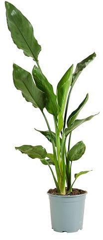 Bloomique - Strelitzia Reginae - Pianta dell'Uccello del Paradiso - Fiore dell'Uccello del Paradiso - Piante da appartamento - Purificante dell'aria - Facile da curare - Altezza 60-80 cm - Vaso 19 cm