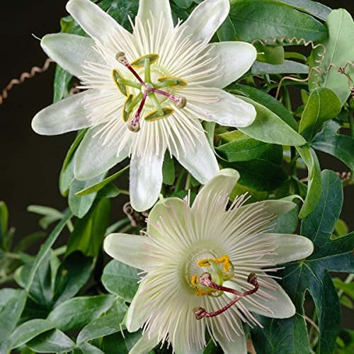 Bloomique - Passiflora Constance Elliot - Passionsblume - Weiß - Kletterpflanzen - Gartenpflanzen - Winterhart - 50-70 cm Hoch - Topf 15 cm