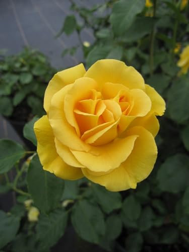 Beetrose Westart ® - Rosa Westart ® - Noack Rose - ADR Rose 2012