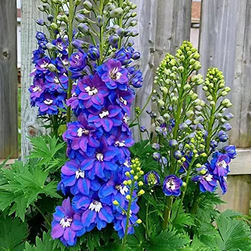 Lila Rittersporn Samen Pflanze Winterhart MehrjäHrig - Delphinium Seltene Pflanzen Serie - Blumensamen Gastgeschenk Flower Indoor Garten Geschenk Blumenwiese Blumendeko KräUter Saatgut 400Stück
