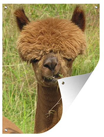 MuchoWow Outdoor-Poster Poster Wanddeko draußen Deko Garten Gartenposter 90x120 cm Alpaka - Gras - Haare