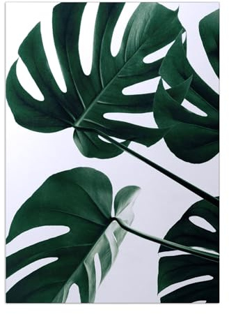 Displate - Poster aus Metall - Magnet-Montage - World Class Photos - Botanical - Monstera Natural 43 67.5 cm x 48 cm