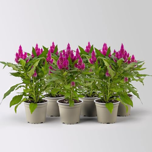 Celosia 'Deep Purple', lila, Topf-Ø 12 cm, 6 Pflanzen
