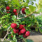 Semi biologici di Acerola alberi da frutto colonnari resistenti albero da frutto giardino di piante ciliegio alberi ciliegio colonnare semi colonnari frutta in vaso piante esotiche - 300pcs