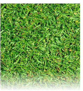 Grama Grossa- Kikuyu 250g