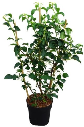 Hortensia grimpant, arbuste décoratif, plante de jardin, plante grimpante, plante à feuilles persistantes, fleurs décoratives, plante d'ombrage, plante grimpante facile d'entretien, floraison estivale