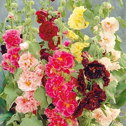 Soteer Garten - Stockrosen 'Mischung' Blumensamen Stauden-Sortiment Gefüllte Stockrosen Samen Blumenstauden mehrjährig winterhart In 5 verschiendenen Farben