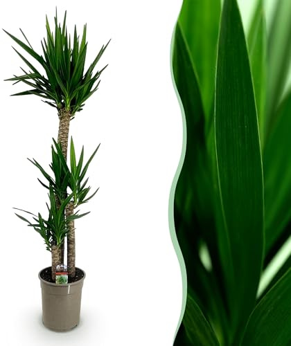 Yucca elephantipes - Yucca - Bajo mantenimiento - Verde - 155-170cm - Ø27cm - Planta de interior - Hojas perennes