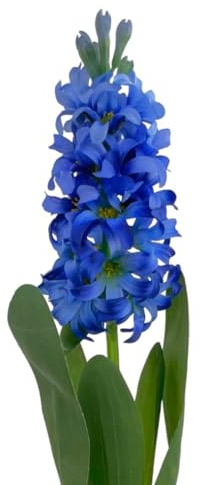 Floratexx Künstliche Hyazinthe 44cm BLAU, Künstliche Blumen Kunstblume Osterdeko Frühlingsdeko, 41050 04
