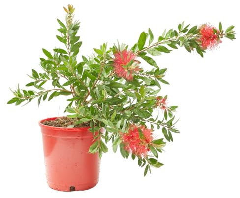 Verdecora Callistemon en maceta 3L | Limpiatubos | Callistemon spp. | Planta de Exterior | Arbusto Natural | Flores Unicas y Vibrantes | Ideal para Decoración Exótica