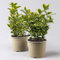 Japanischer Spindelstrauch, Euonymus japonicus 'Marieke', Topf-Ø 17 cm, 2er-Set