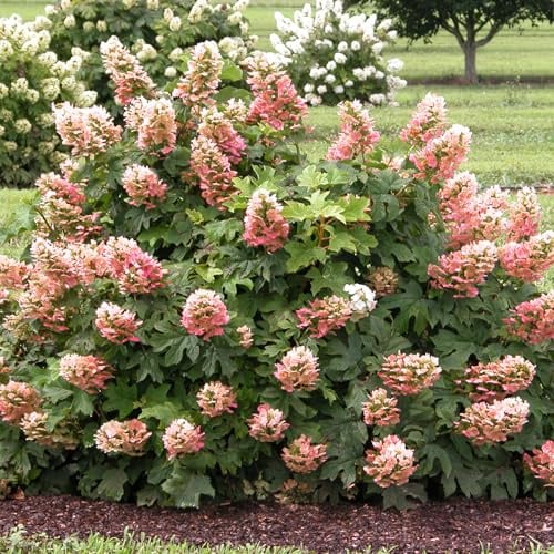 GARTEN SCHLÜTER® Eichenblättrige Hortensie ‘Ruby Slippers’ - 40-60 cm | Liefergröße - 3 Liter Topf - Hydrangea quercifolia - kompakt wachsend & farbwechselnd - weiß-rosa-rubinrote Blütenpracht