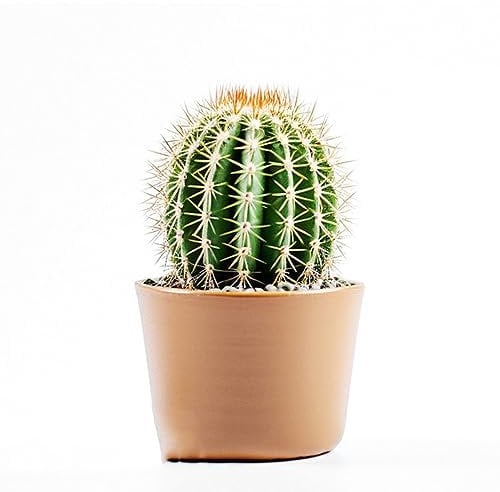 400 pcs Kakteen kaktus samen, Kaktus Pflanze, winterharte pflanzen für garten (Opuntia dillenii) exotische pflanzen winterhart gartendeko für draußen winterharte kübelpflanzen balkonpflanzen