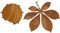 B2S BACK2SEASON Metall Kastanie und Blatt zum aufhängen Herbstdeko Edelrost Rosthänger Gartendekoration Baumhänger 2er Set