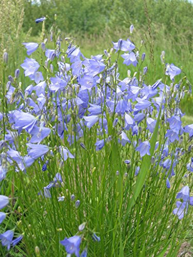 Semillas/packet 1.000 rotundifolia Campanula harebell