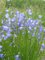 Semillas/packet 1.000 rotundifolia Campanula harebell