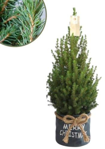 Plants by Frank | Weihnachtsbaum Klein im Xmas Bag blau | 1x Picea Conica 'December' | 19 cm Ø | 60 cm | Zuckerhut fichte | Zuckerhutfichte kaufen | Tannenbaum klein