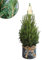 Plants by Frank | Weihnachtsbaum Klein im Xmas Bag blau | 1x Picea Conica 'December' | 19 cm Ø | 60 cm | Zuckerhut fichte | Zuckerhutfichte kaufen | Tannenbaum klein