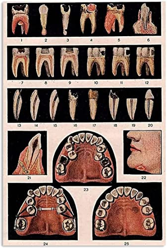 FJQWKLF Metall-Blechschilder mit Zahnmedizin-Wissen, Vintage-Zahnmedizin-Bildungsposter, Zahnklinik, Zahnarzt, Büro, Wohnzimmer, Heim-Wanddekoration, 20,3 x 30,5 cm