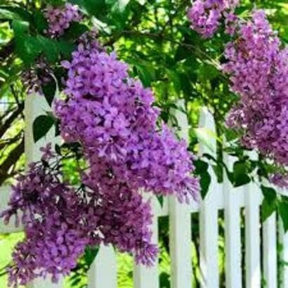 60pieces Purple Common Lilac Flower Seeds
