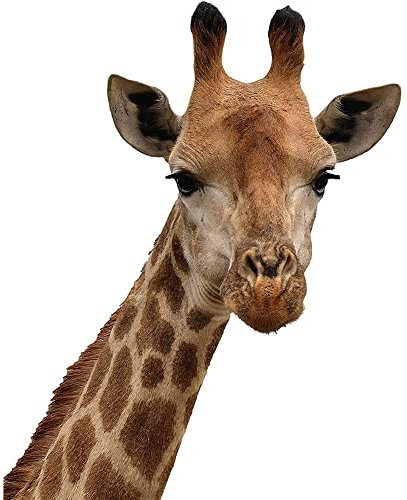 4 Stück 3D Giraffe Cartoon Lustige Auto Aufkleber,Car Dekoration Tier Sticker Aufkleber,Labrador Aufkleber für Auto Personalisierte Dekoration Für Autofenster Stoßfänger Riss Vinyl Giraffe Aufkleber