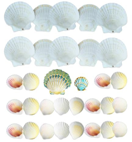 YZROHYI 30 Stück Jakobsmuscheln Schalen,GroßE NatüRliche Muscheln zum Bemalen,Muschelschalen Deko Muscheln zum Basteln,Sea Shells,Bad Deko Muscheln zum Anhänger,Aquarium Muschel Deko Beach für DIY
