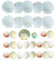 YZROHYI 30 Pièces Coquillage Décoration Aquarium,Gros Coquillages Décoratifs,Coquillage de Mer Naturel,Coquilles Saint Jacques Vide,Coquille St Jacques pour Cuisson,Décoration Mariage Theme Mer