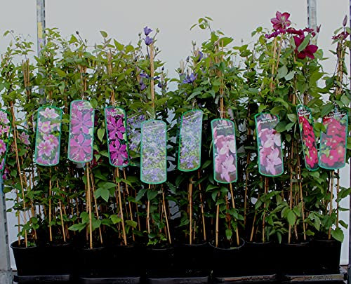 Clematis integrifolia 'Aljonushka' Waldrebe Kletterpflanze im Topf gewachsen (60-100cm)