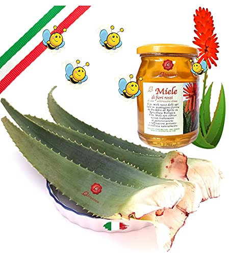 Feuilles d'Aloe Arborescens ETNEA Fraîches 1 kg entière avec pot 500 g de miel pour préparation de recette Padre Zago Produit biologique production Sicile Sicile Italie