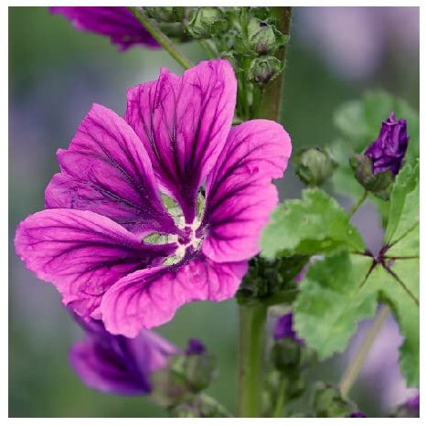 Malva sylvestris VAR. mauritiana / Tree Mallow / Hardy Shrub / Flowers All Summer / PlantGenesis Seeds, Purple