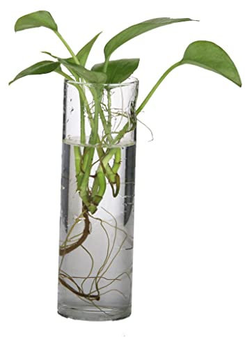 Cylinder Wall-Mounted Hanging Glass Vase, Flat-Bottomed, 15x4.5cm, Clear