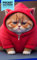 Pocket Calendar 2024 - 2026 With Moon Phase: Three-Year Monthly Planner for Purse , 36 Months from January 2024 to December 2026 | Fat kitten | Red hoody