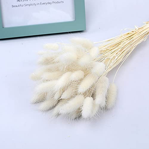 YIWOYI Natürliche getrocknete Lagurus Ovatus, Kaninchenschwanz, Gras, Weizen, Lagurus Ovatus, natürliche Trockenblumen, bunte Hochzeits-, Heim- und Weihnachtsdekorationen (TWC01, 50 Stück), 16, ca.