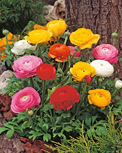 Garten Schlüter Ranunkeln 'Mischung' - 40 Stück
