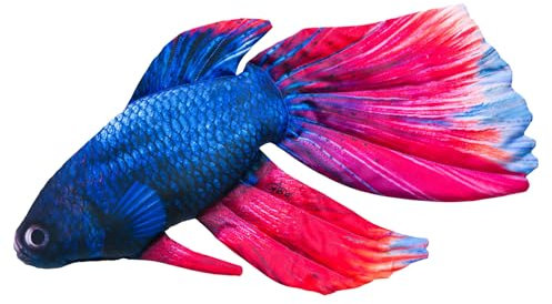 GABY Fish Pillows - Kissen - Kampffisch - 50 cm
